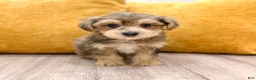 Yorkiepoo dogs for sale: Leo - Ad 1