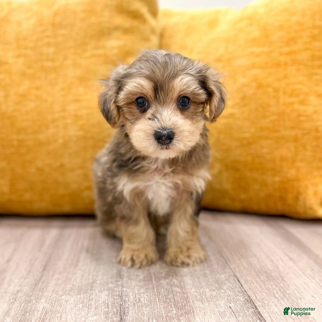 Yorkiepoo dogs for sale: Leo - Ad 1