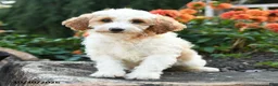 Mini Goldendoodle dogs for sale: Patches - Ad 4