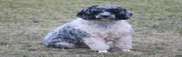 Cockapoo dogs for sale: Tuxie - Ad 9