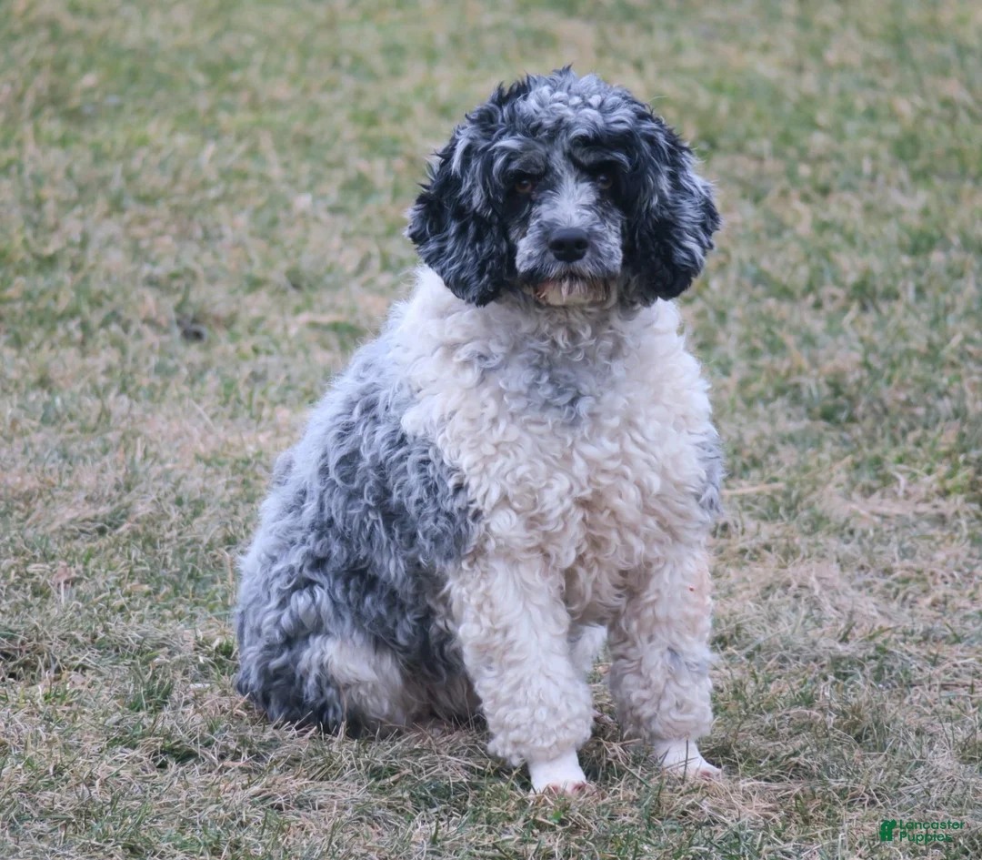 Cockapoo dogs for sale: Tuxie - Ad 9
