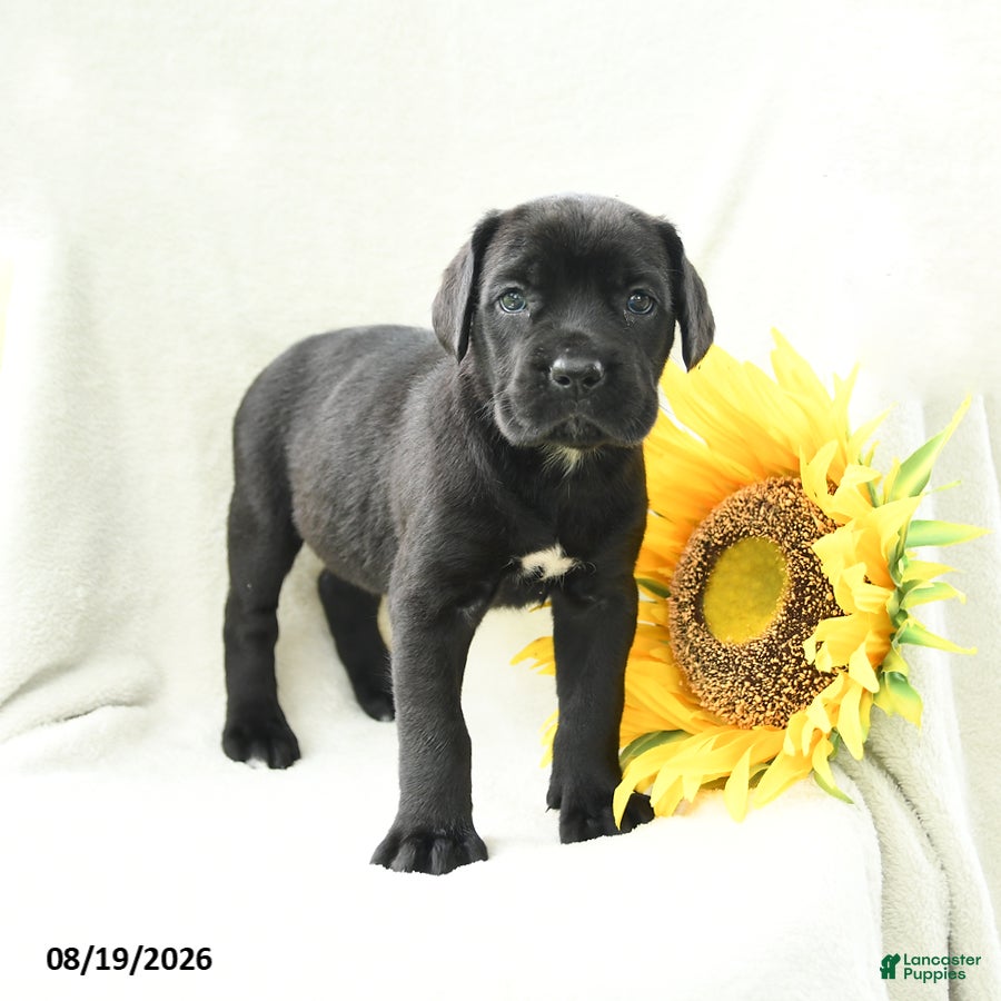 Cane Corso dogs Bunny - Ad 1