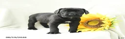 Cane Corso dogs for sale: Bunny - Ad 1