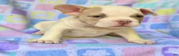 American Bully dogs for sale: American Bully 2 - Ad 2