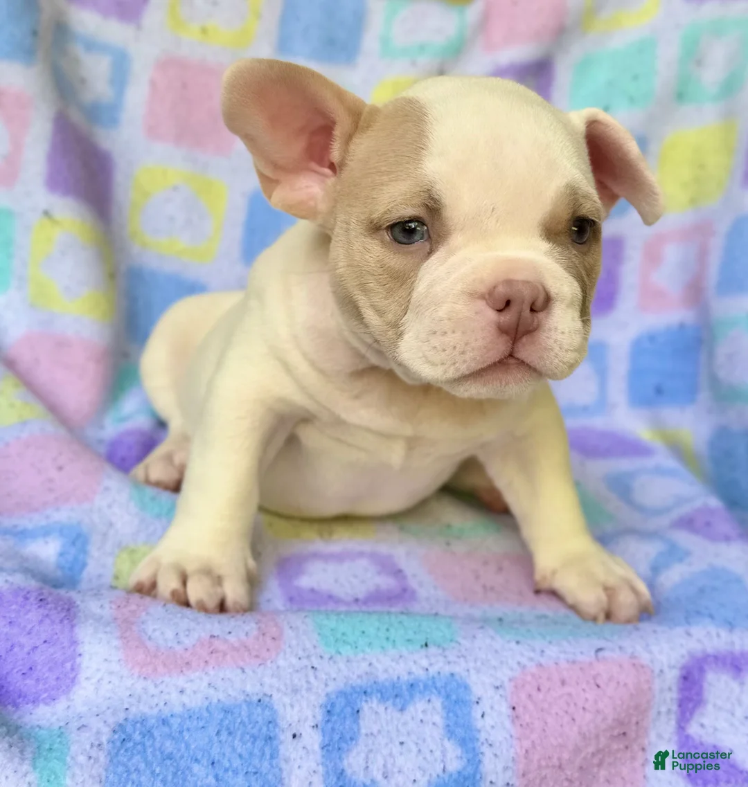 American Bully dogs for sale: American Bully 2 - Ad 2