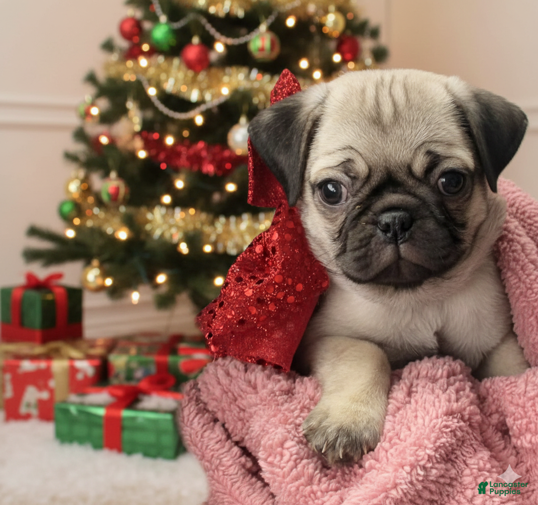 Pug dogs for sale: Kalia - Ad 2