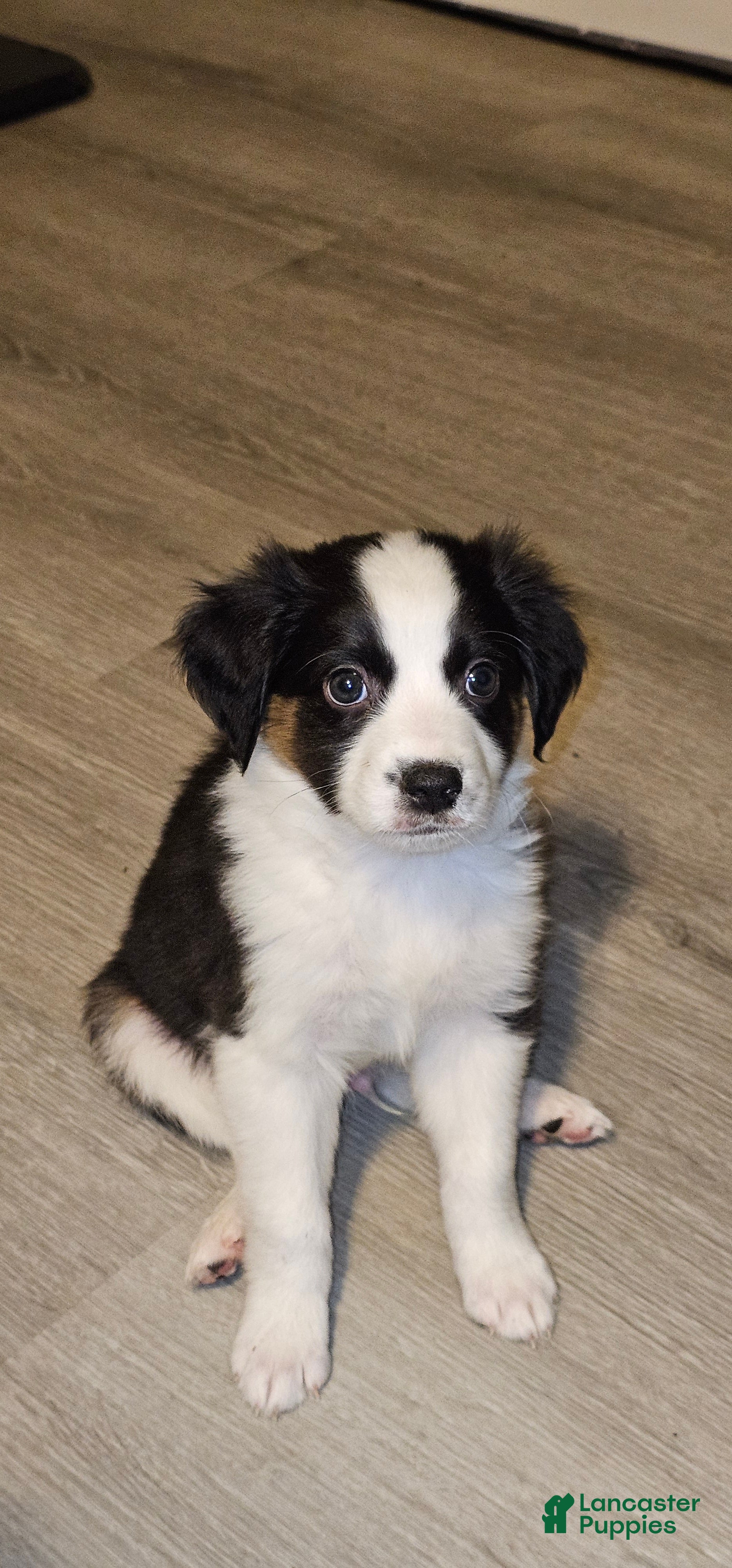 Mini Aussiedoodle dogs Mini Aussiedoodle Puppy 2 - Ad 26