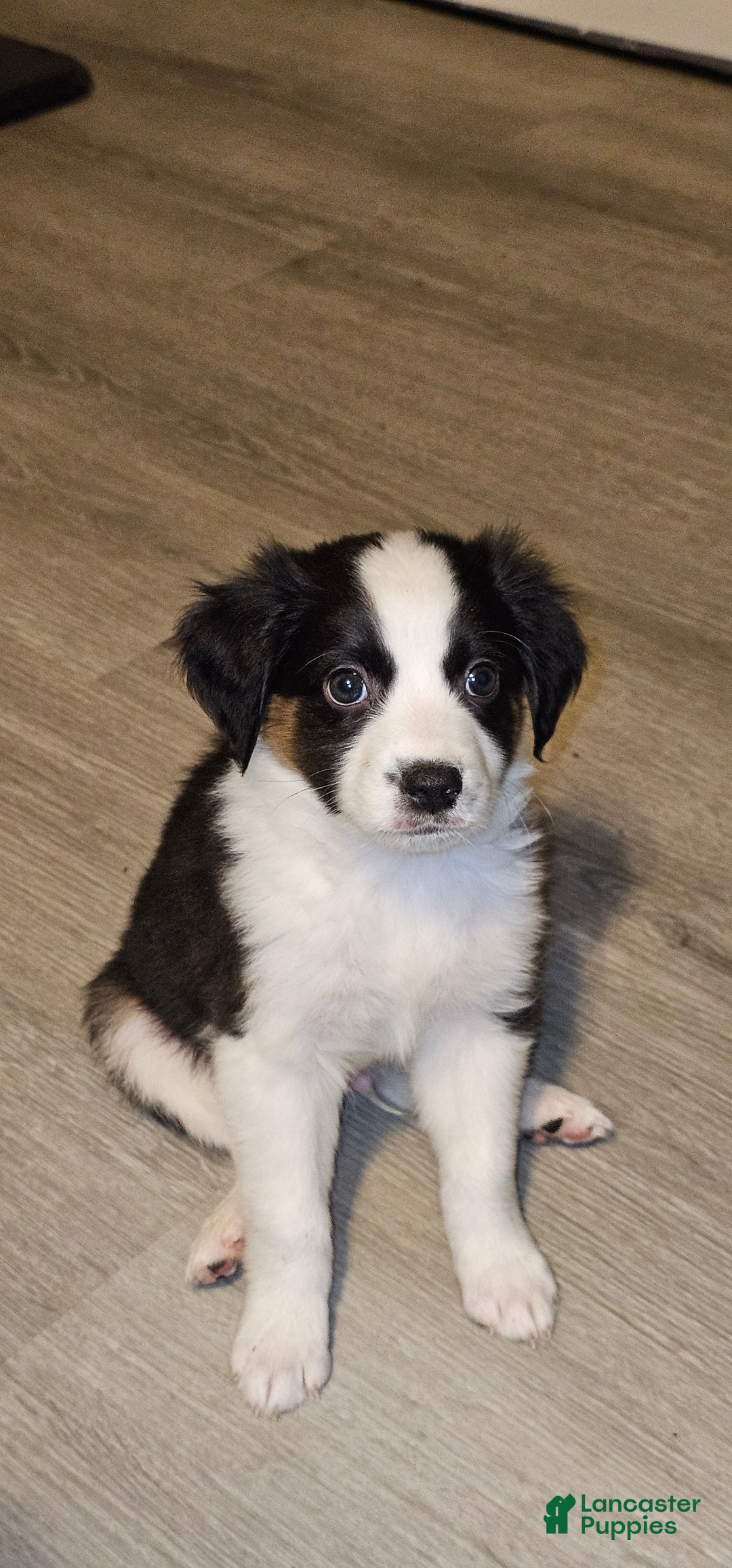 Mini Aussiedoodle dogs for sale: Mini Aussiedoodle Puppy 2 - Ad 1