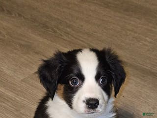 Mini Aussiedoodle dogs Mini Aussiedoodle Puppy 2 - Ad 26