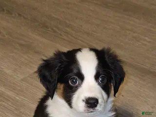 Mini Aussiedoodle dogs Mini Aussiedoodle Puppy 2 - Ad 26