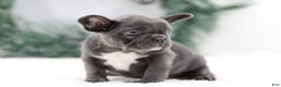 French Bulldog dogs for sale: Harper - Ad 7
