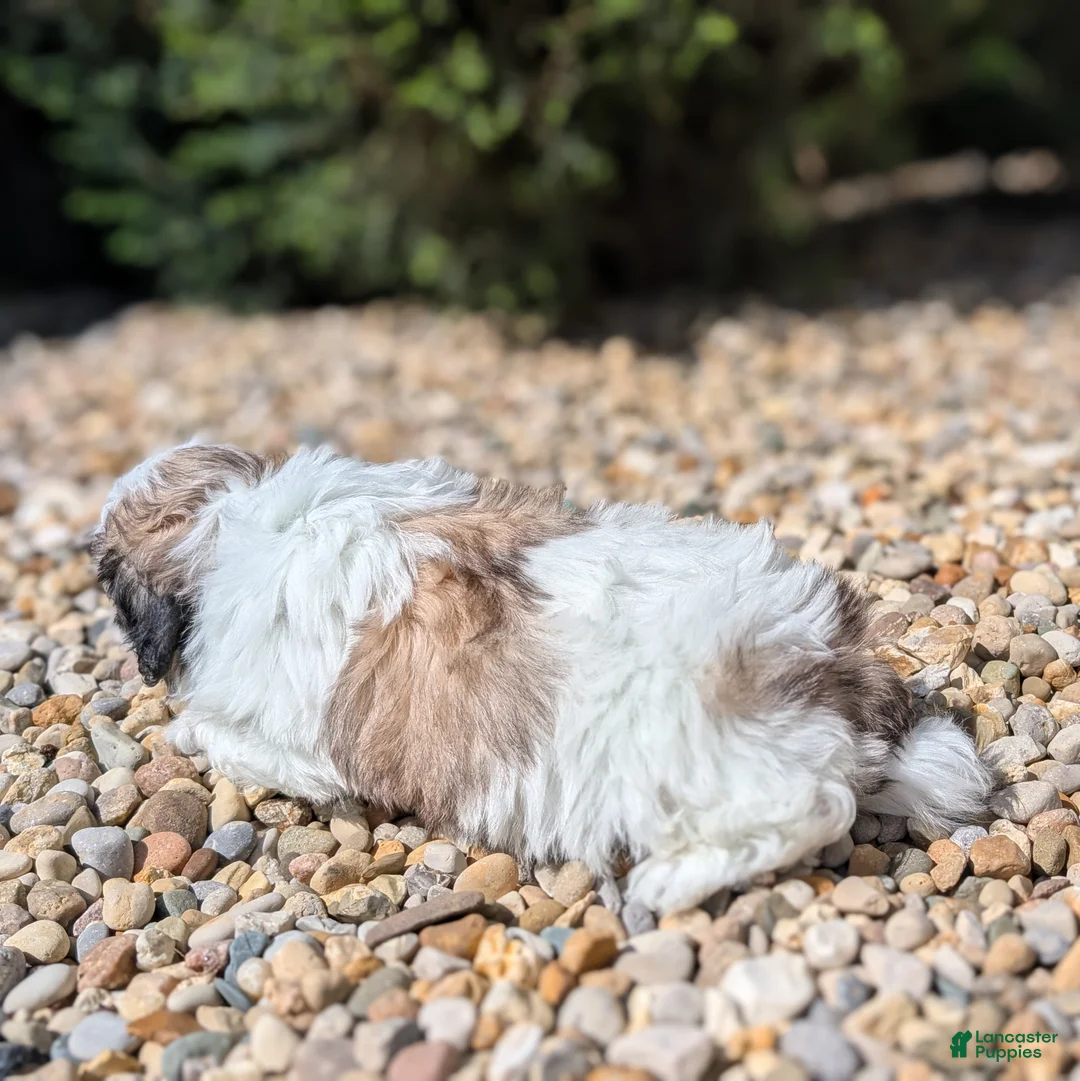 Teddy Bear dogs for sale: Spring - Ad 2