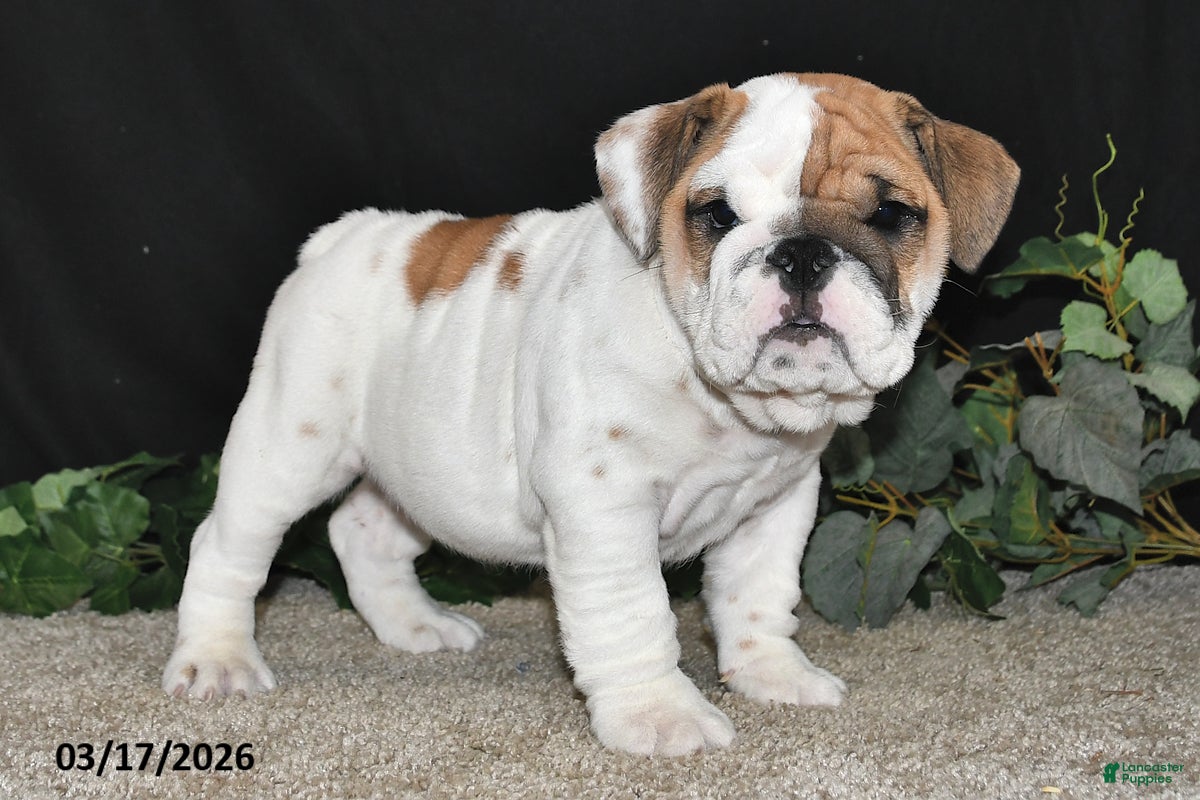 English Bulldog dogs Ace - Ad 1