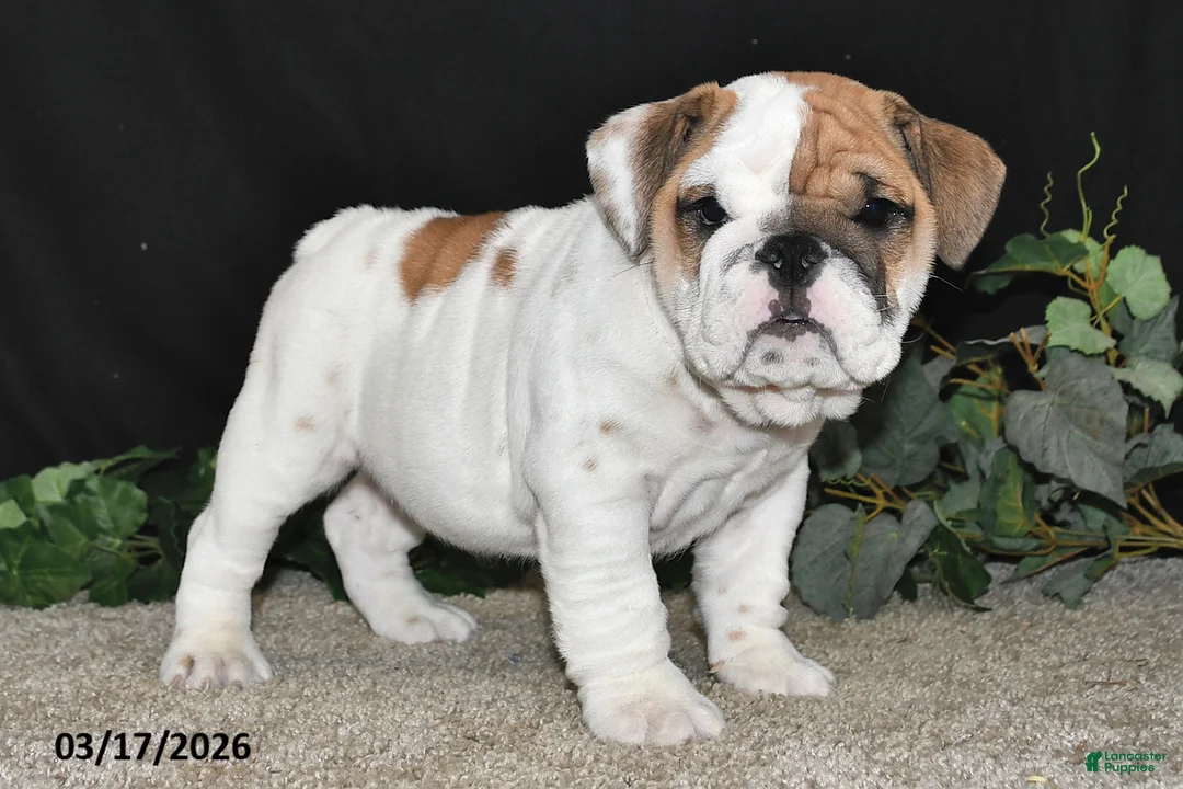 English Bulldog dogs for sale: Ace - Ad 1