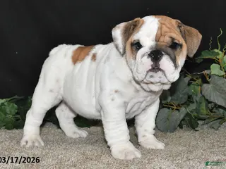 English Bulldog dogs for sale: Ace - Ad 3