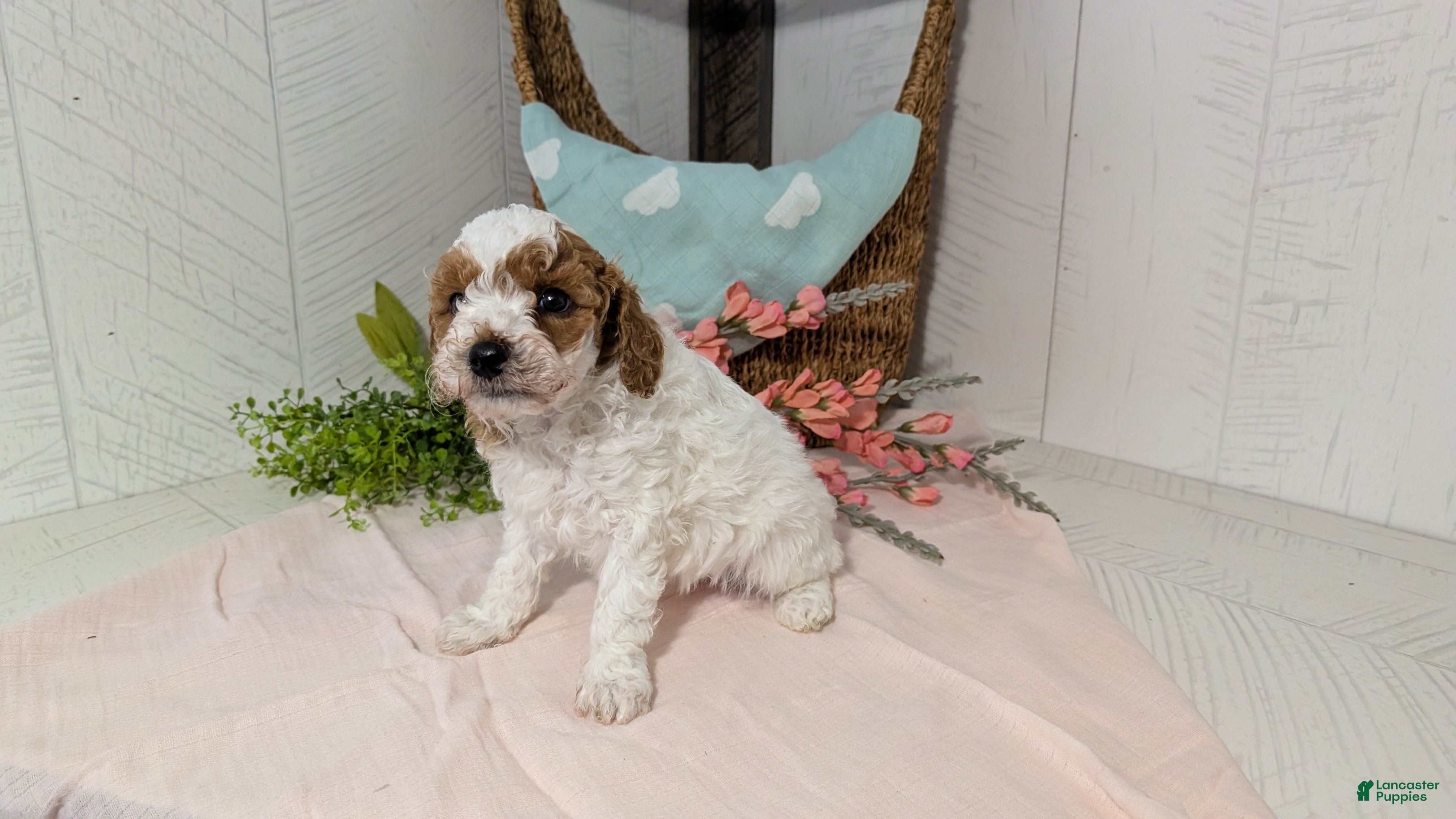 Miniature Poodle dogs Ziggy - Ad 11