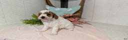 Miniature Poodle dogs for sale: Ziggy - Ad 11