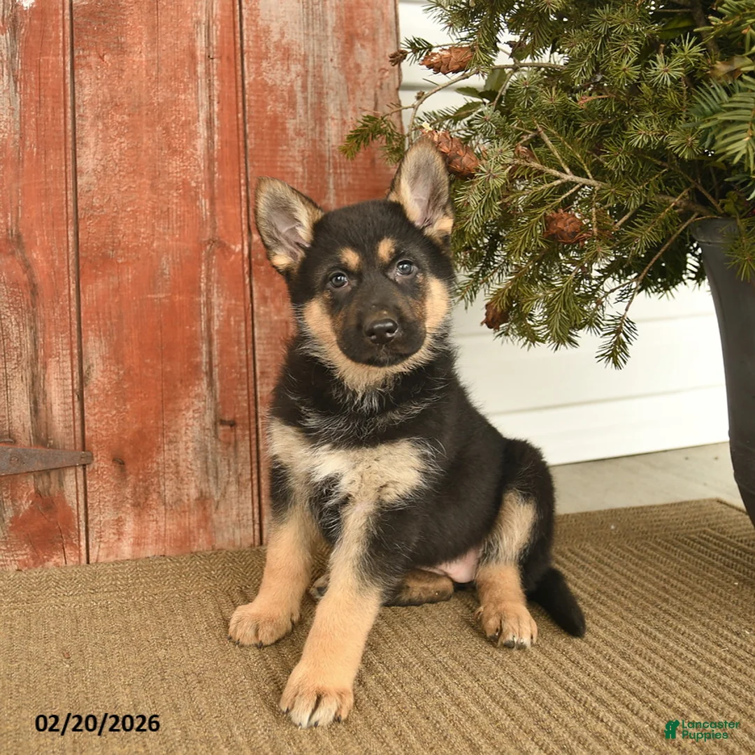 German Shepherd dogs for sale: Brie  - Ad 1