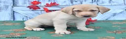 Labrador Retriever dogs for sale: Heather - Ad 3