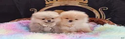 Pomeranian dogs for sale: Freya - Ad 12