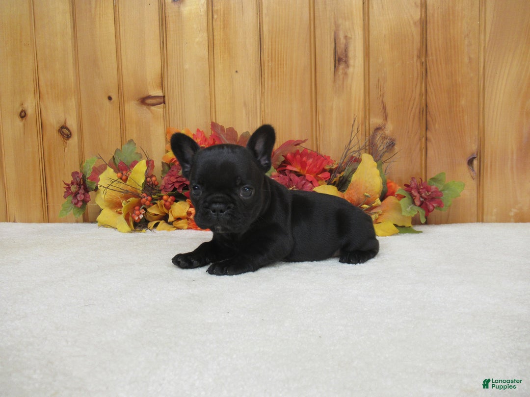 French Bulldog dogs for sale: AKC Jenna - Ad 6
