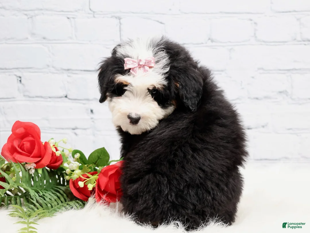 Mini Bernedoodle dogs for sale: Dawson - Ad 1