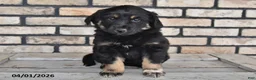Mixed Breed dogs for sale: Ivy - Ad 3