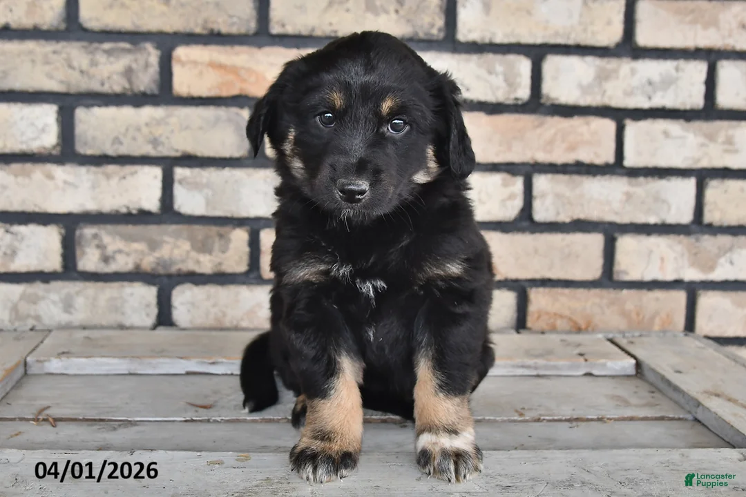 Mixed Breed dogs for sale: Ivy - Ad 3