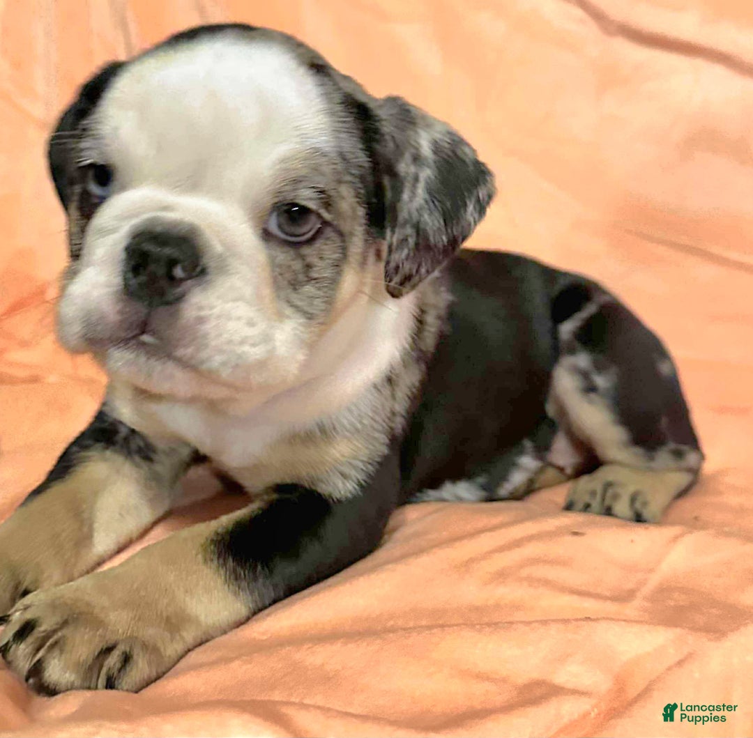 English Bulldog dogs for sale: English Bulldog Shadow - Ad 5