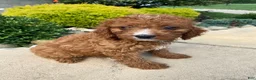 Cavapoo dogs for sale: Buddy - Ad 9