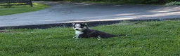 Siberian Husky dogs for sale: Maverick  - Ad 5