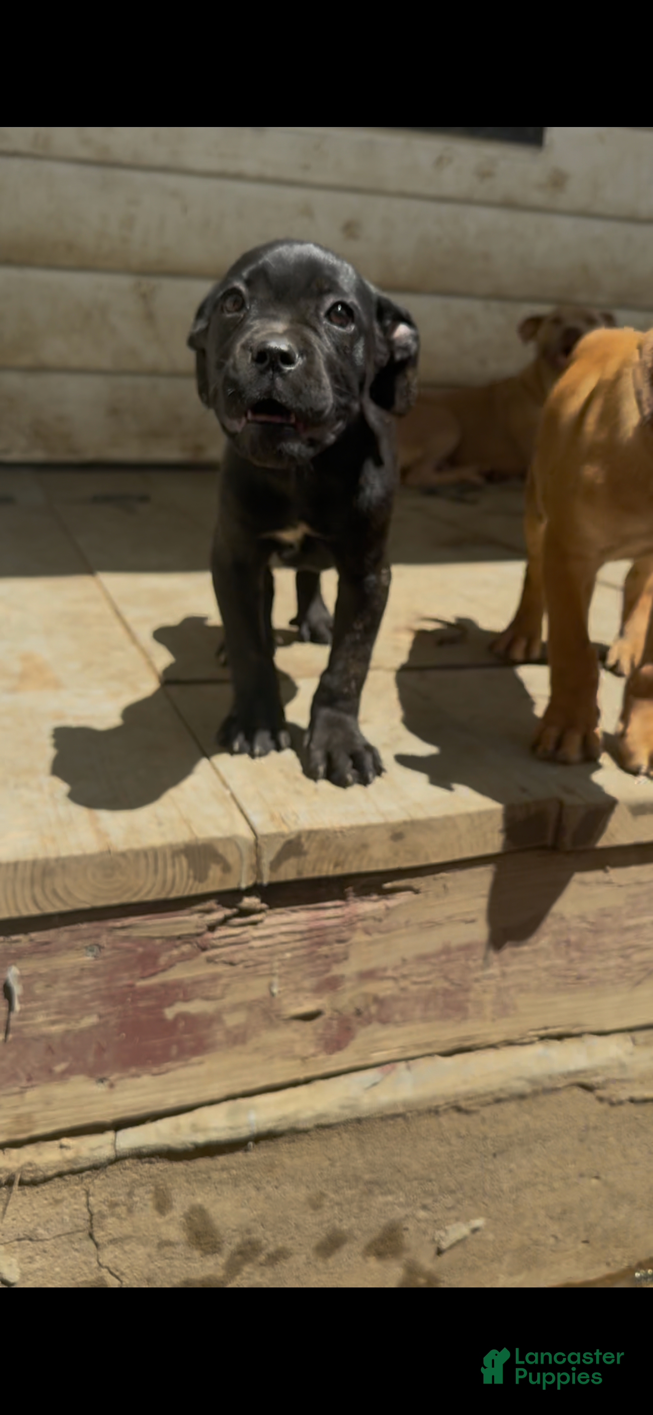 Cane Corso dogs Bella - Ad 1