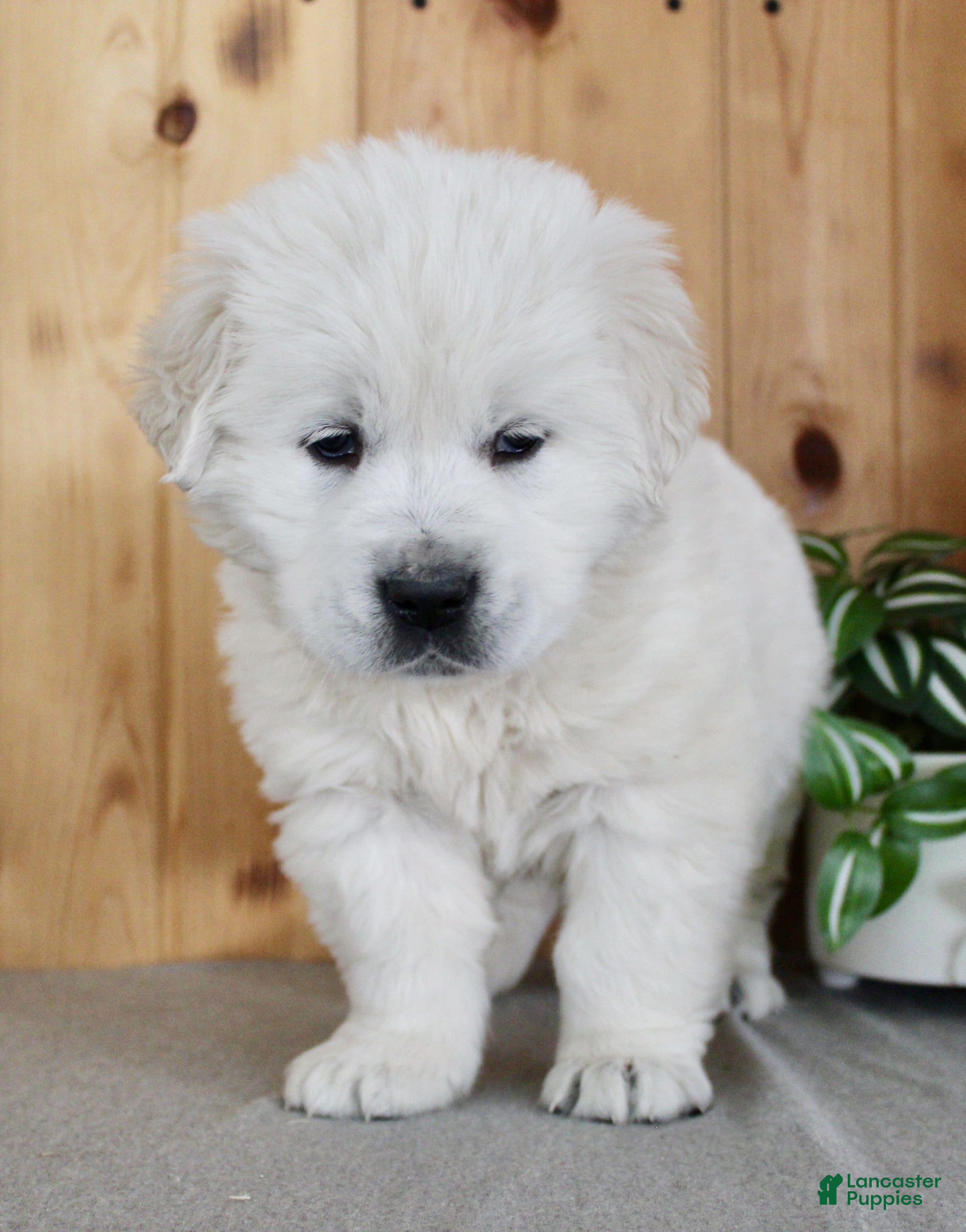 Golden Retriever dogs Sparky - Ad 2