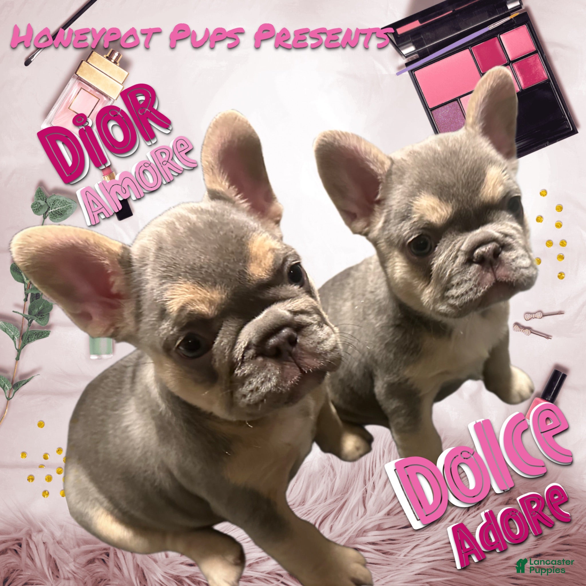 French Bulldog dogs FLUFFY AND PINK CARRIER DIOR - Ad 2