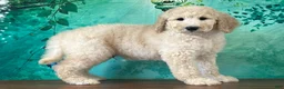 Goldendoodle dogs for sale: Duke - Ad 2