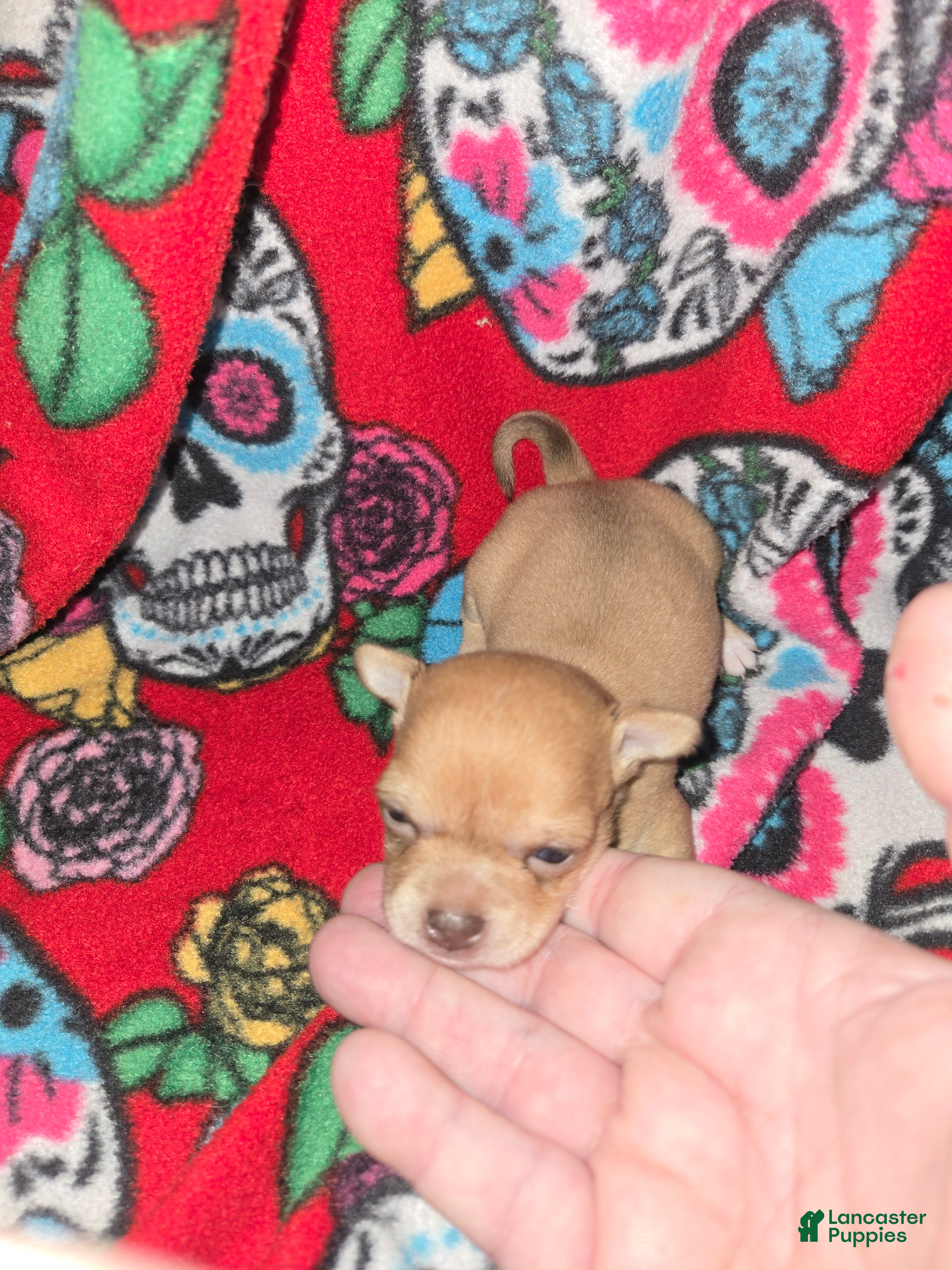 Chihuahua dogs  Cream Girl - Ad 2