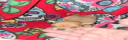 Chihuahua dogs for sale:  Cream Girl - Ad 2