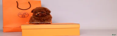HERMES Teacup Toy Poodle Puppy