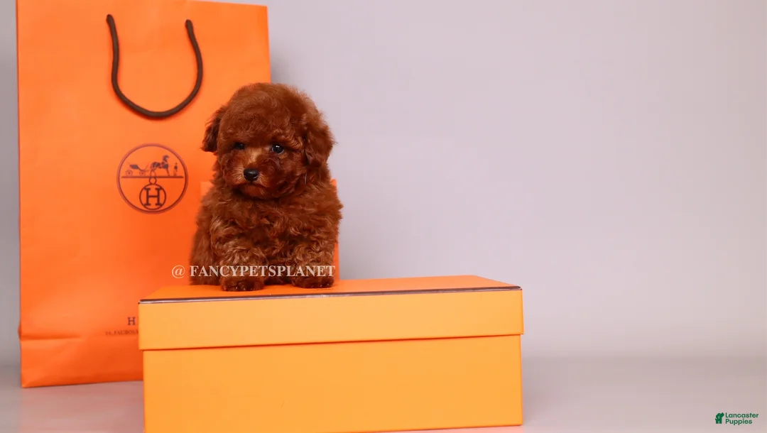 Toy Poodle dogs for sale: HERMES Teacup Toy Poodle Puppy - Ad 1