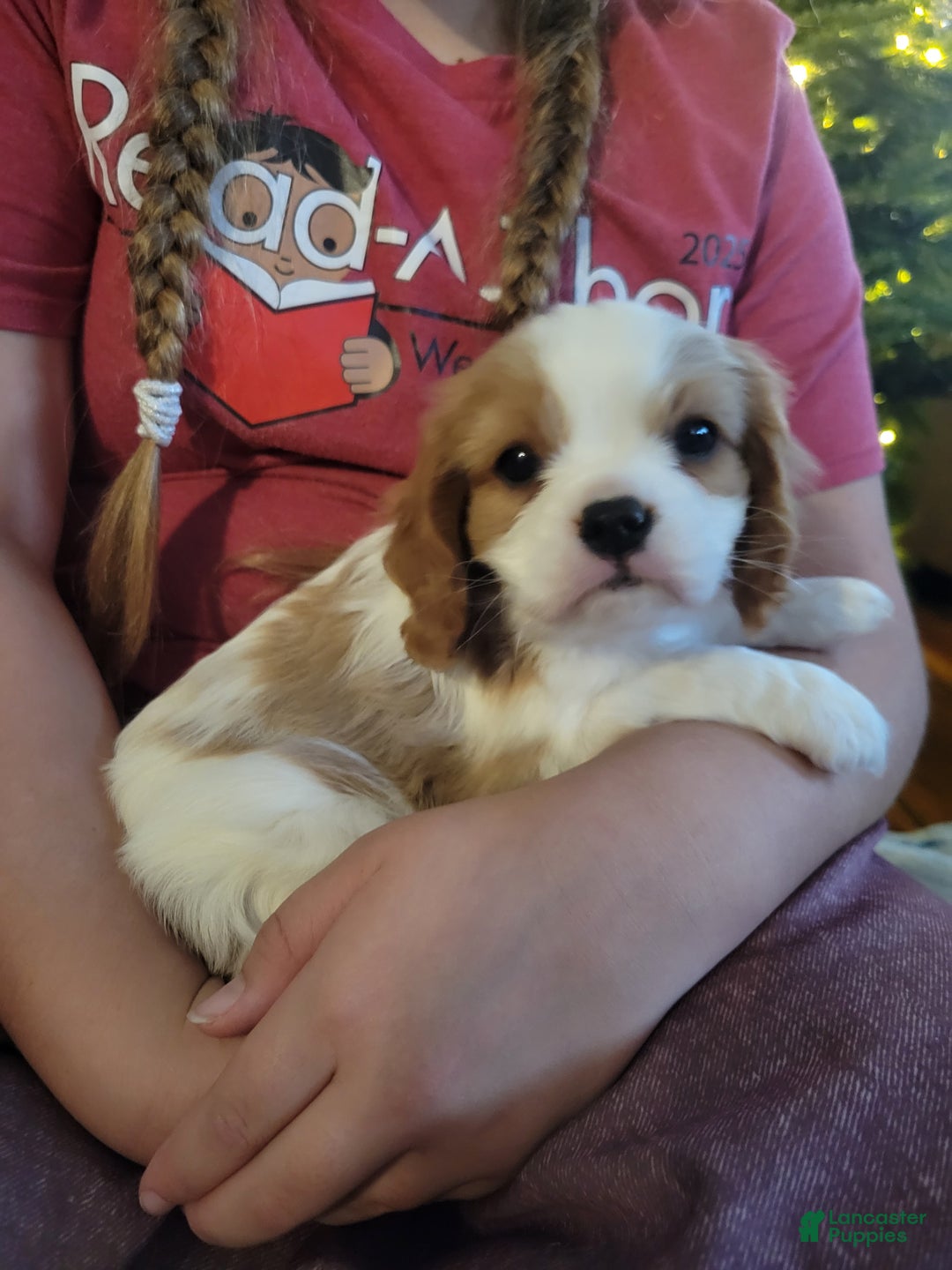 Cavalier King Charles Spaniel dogs for sale: Desi - Ad 2