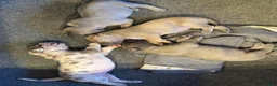Great Dane dogs for sale: Great Dane 3 - Ad 6
