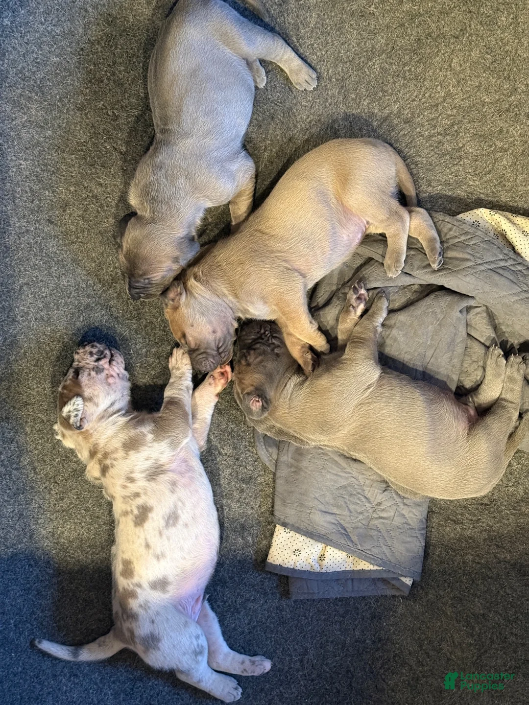 Great Dane dogs for sale: Great Dane 3 - Ad 6