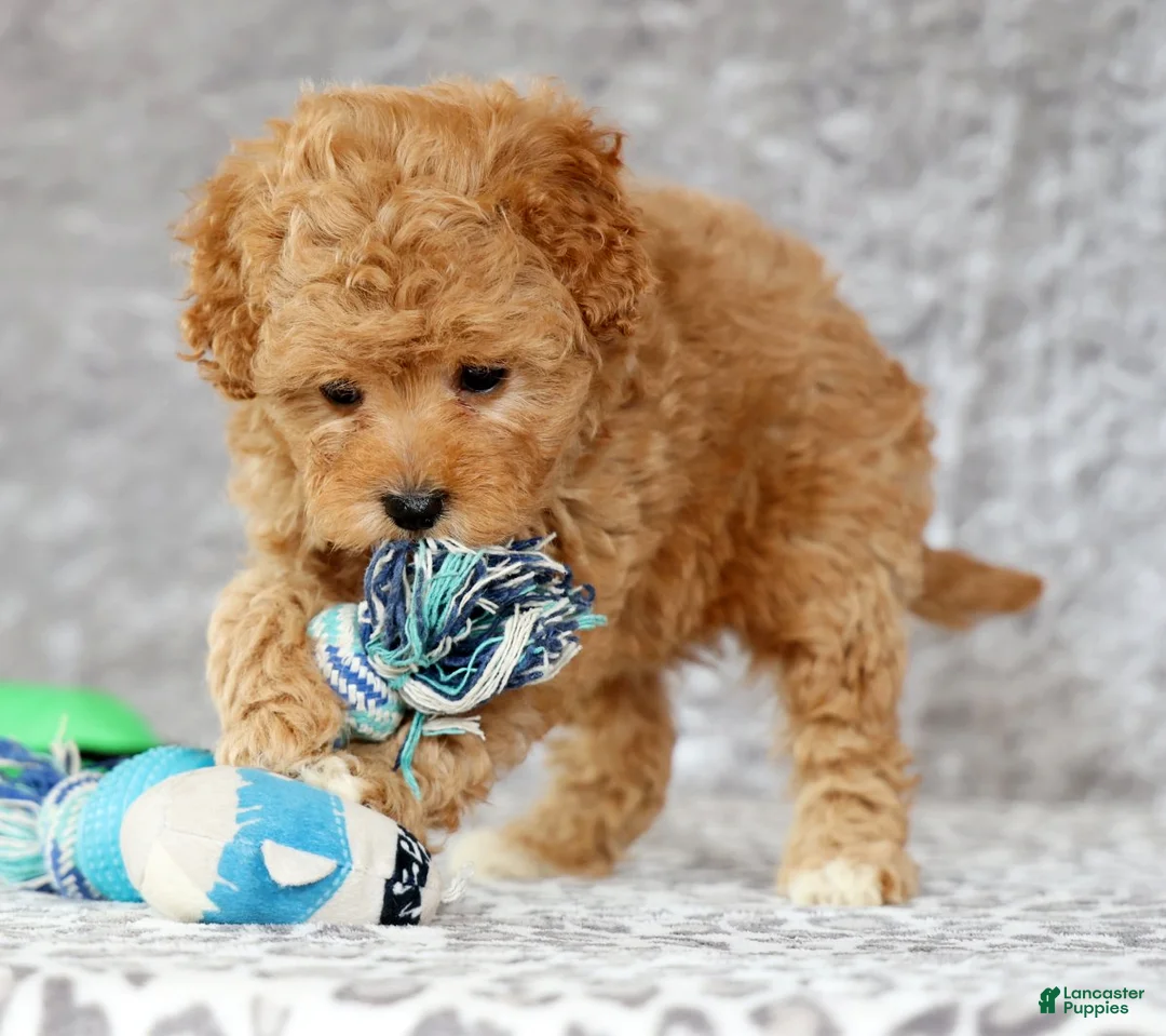 Cavapoo dogs for sale: Paige - Ad 7
