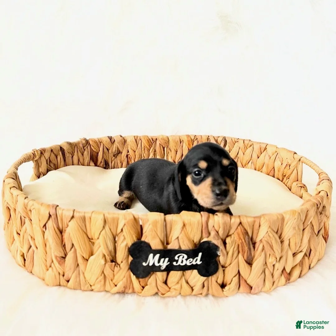 Miniature Dachshund dogs for sale: AKC Zoey - Ad 2