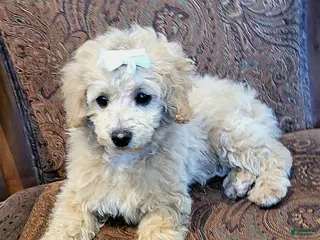 Miniature Poodle dogs Amber - Ad 29