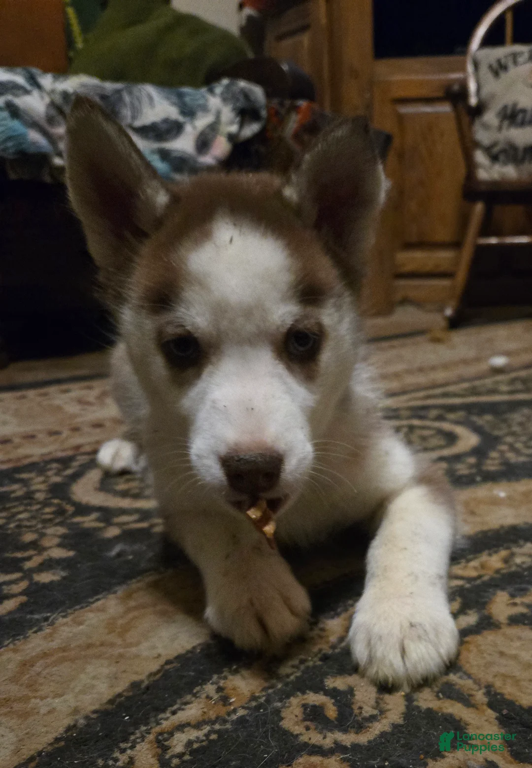 Siberian Husky dogs for sale: Cassidy  - Ad 1