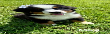 Bernese Mountain Dog 2