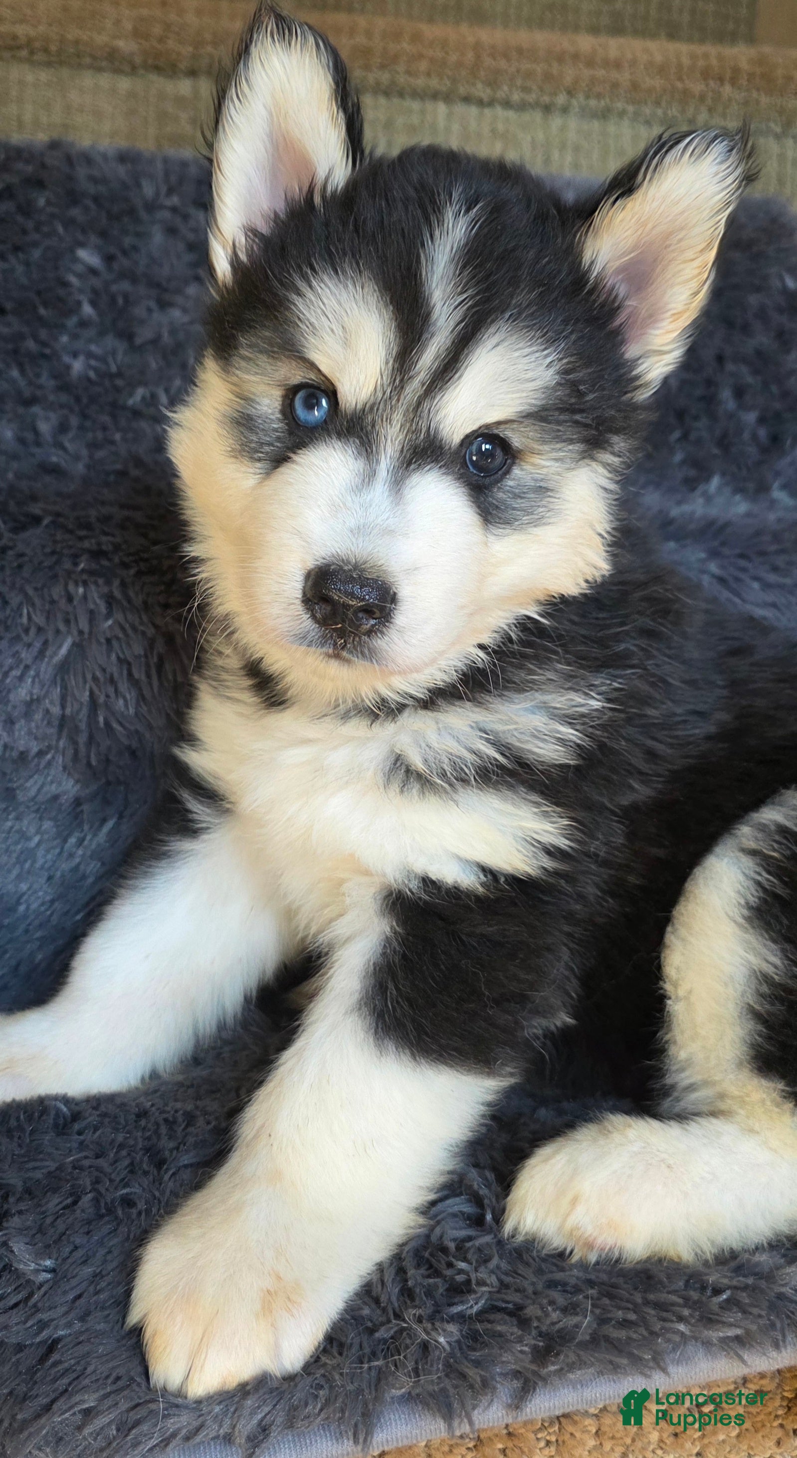 Siberian Husky dogs Mario - Ad 2