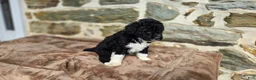 Portuguese Water Dog dogs for sale: David - Ad 6