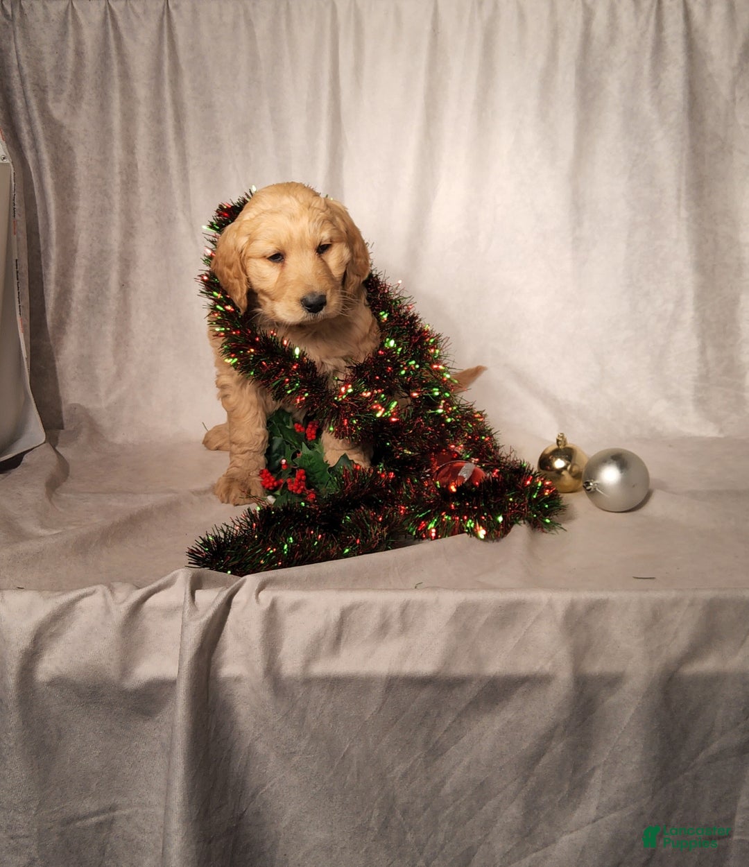 Goldendoodle dogs for sale: Becky - Ad 11